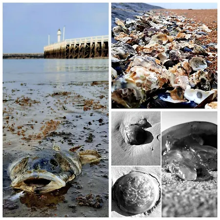 De Napoleon 公寓 奥斯滕德