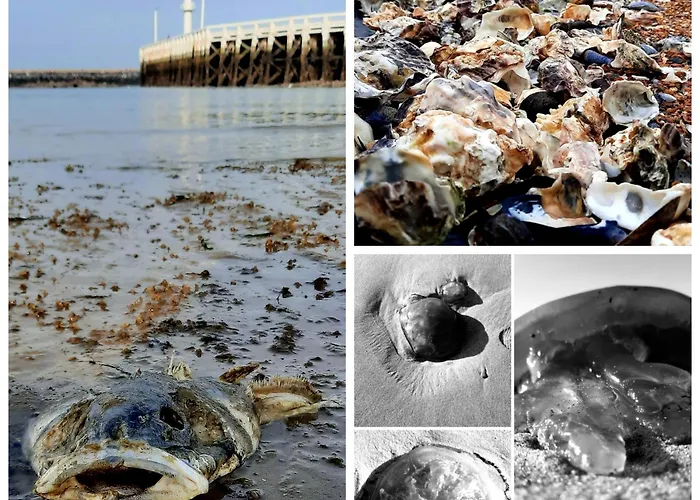 De Napoleon 公寓 奥斯滕德